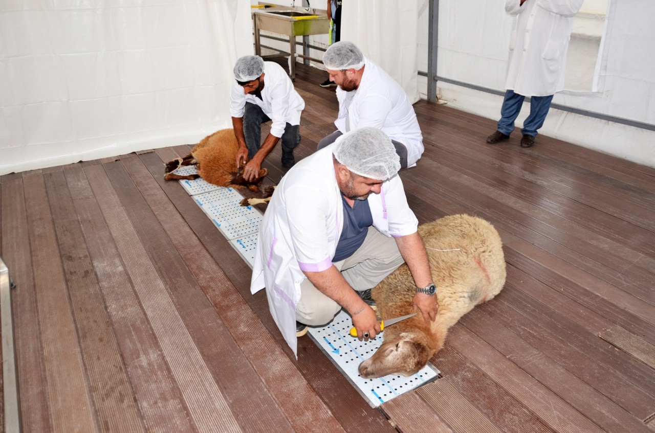 Qurban Bayramı Pirallahı rayonunda da qeyd olundu - FOTOLAR